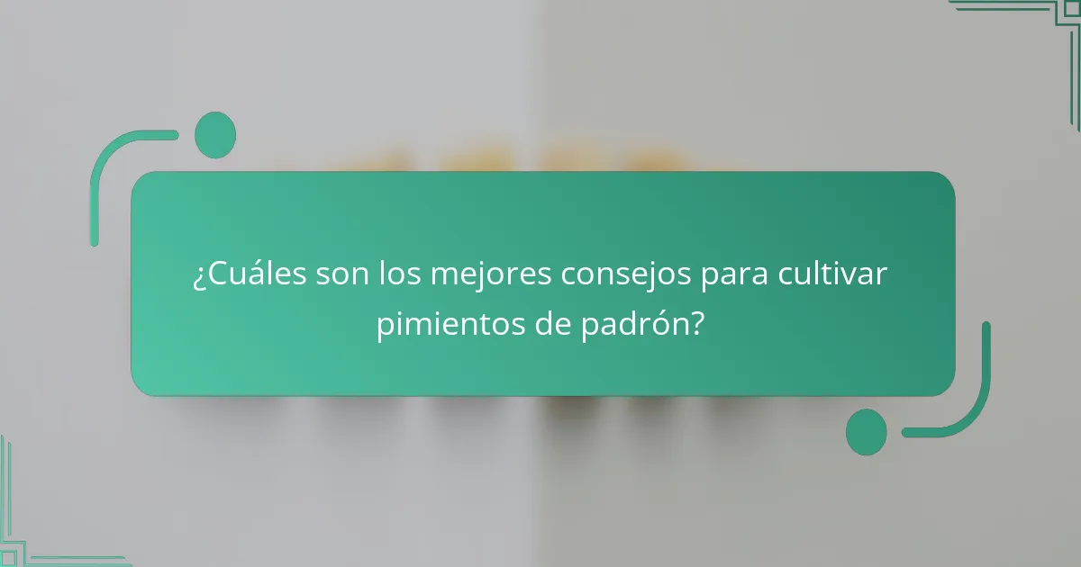 ¿Cuáles son los mejores consejos para cultivar pimientos de padrón?